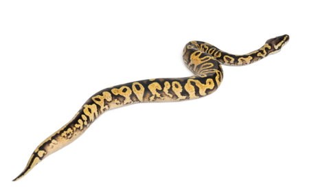 Female Pastel calico Python, Royal python or ball python, Python regius, in front of white...