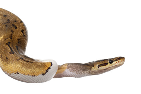 Close-up of Female Pinstripe Pied Royal python, ball python, Python regius, 14 months old, in front...