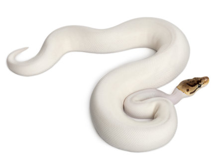 Female Pied Spider Royal python, ball python, Python regius, 18 months old, in front of white backgroundの写真素材