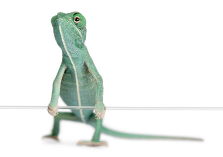 Young veiled chameleon, Chamaeleo calyptratus, holding on a string in front of white backgroundの写真素材