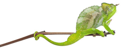 Four-horned Chameleon, Chamaeleo quadricornis, perched on branch in front of white backgroundの写真素材