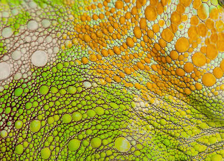 Close-up of Four-horned Chameleon skin, Chamaeleo quadricornisの写真素材