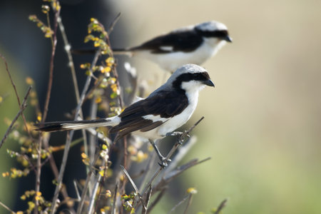 Grey-backed Fiscal, Lanius excubitoroides, in Serengeti National Park, Tanzania, Africaの写真素材