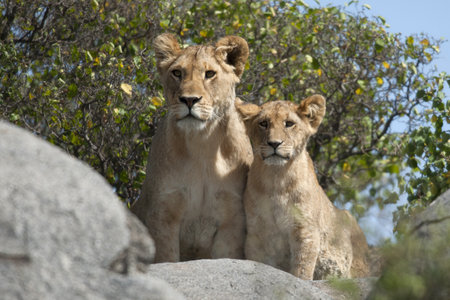 Lioness and lion cubs in Serengeti National Park, Tanzania, Africaの写真素材