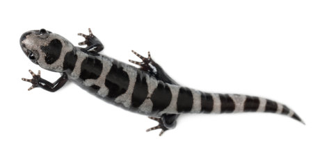 High angle view of Marbled Salamander, Ambystoma opacum, in front of white backgroundの写真素材