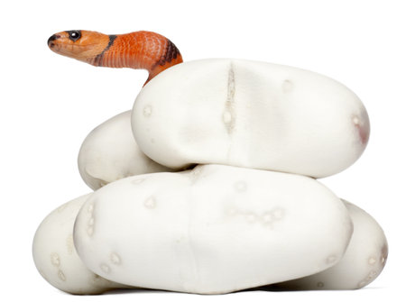 Hypomelanistic milk snake or milksnake, lampropeltis triangulum hondurensis, 1 minute old, in front of white backgroundの写真素材