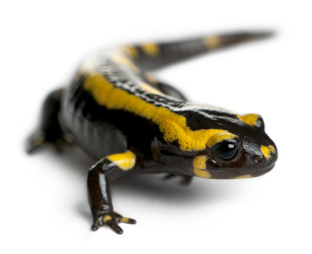 Fire salamander, Salamandra salamandra, in front of white backgroundの写真素材