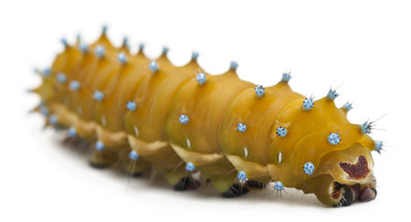 Caterpillar of the Giant Peacock Moth, Saturnia pyri, in front of white background