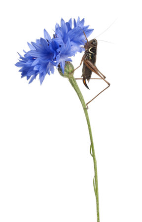 Female Shield-back Katydid, Platycleis tessellata, climbing flower in front of white backgroundの写真素材