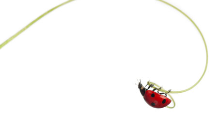 Seven-spot ladybird or seven-spot ladybug on Larger Bindweed, Coccinella septempunctata, in front of white backgroundの写真素材