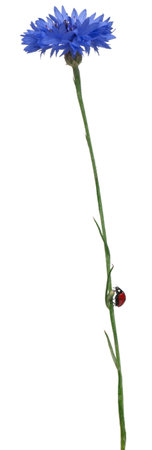 Seven-spot ladybird or seven-spot ladybug on Cornflower, Coccinella septempunctata, in front of white backgroundの写真素材