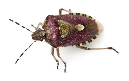 High angle view of Shield bug, Dolycoris baccarum, in front of white background