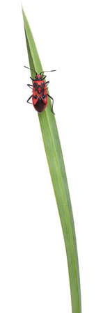 Scentless plant bug, Corizus hyoscyami, on blade of grass in front of white background