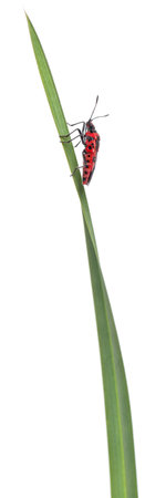 Scentless plant bug, Corizus hyoscyami, on blade of grass in front of white background