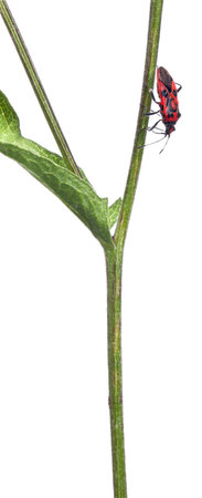 Scentless plant bug, Corizus hyoscyami, on plant stem in front of white background