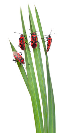 Pastoral composition of Scentless plant bugs (Corizus hyoscyami) on leaves in front of white...