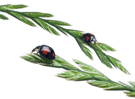 Asian lady beetles, or Japanese ladybug or the Harlequin ladybird, Harmonia axyridis, on plant in front of white backgroundの写真素材