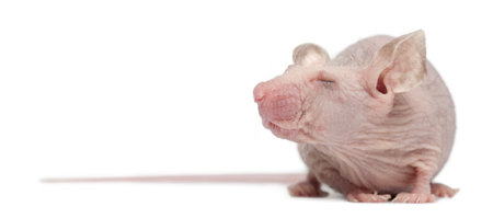 Hairless House mouse, Mus musculus, 3 months old, in front of white backgroundの写真素材