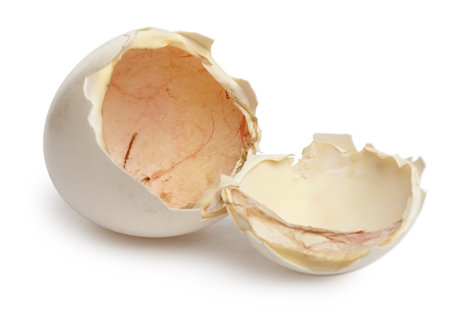 Chicken egg, Gallus gallus domesticus, in front of white background