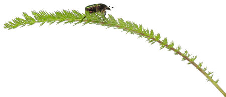 Rose chafer, Cetonia aurata, on plant in front of white backgroundの写真素材