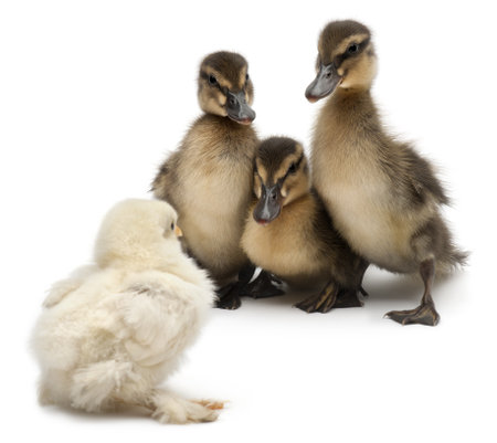 Three Mallards or wild ducks, Anas platyrhynchos, 3 weeks old, facing a chick in front of white backgroundの写真素材