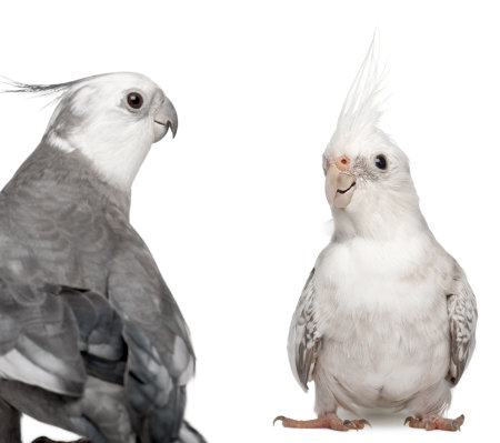 Male and female Cockatiel facing each other, Nymphicus hollandicus, in front of white backgroundの写真素材