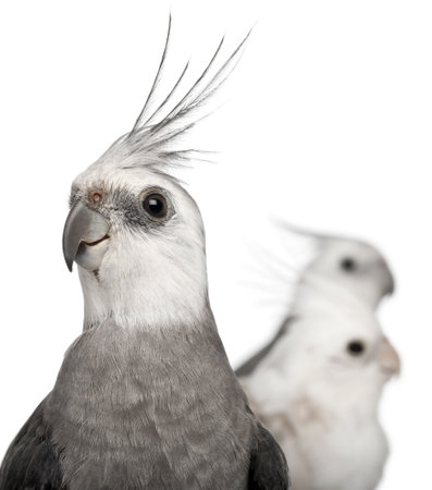 Close-up of Male and female Cockatiel, Nymphicus hollandicus, in front of white backgroundの写真素材