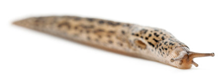 Leopard slug - Limax maximus, in front of white backgroundの写真素材