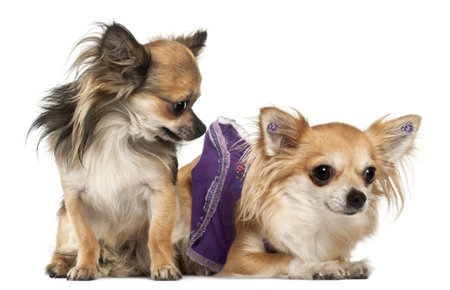 Chihuahuas, 3 years old, in front of white backgroundの写真素材