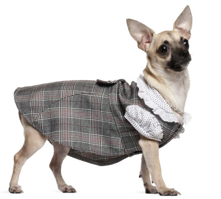 Chihuahua wearing plaid dress, 1 year old, standing in front of white backgroundの写真素材