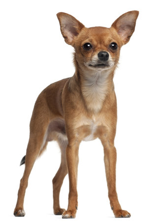 Crossbreed dog standing in front of white backgroundの写真素材