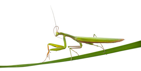 Female European Mantis or Praying Mantis, Mantis religiosa, on blade of grass in front of white backgroundの写真素材