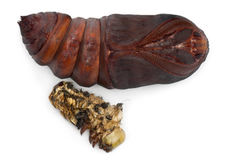 Giant Peacock Moth pupa removed from cocoon, Saturnia pyri, next to it's moulting in front of white backgroundの写真素材