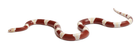 Albinos milk snake or milksnake, Lampropeltis triangulum nelsoni, in front of white background