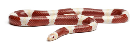Albinos milk snake or milksnake, Lampropeltis triangulum nelsoni, in front of white background