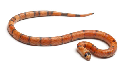 Tricolor Reverse Honduran milk snake, Lampropeltis triangulum hondurensis, in front of white...