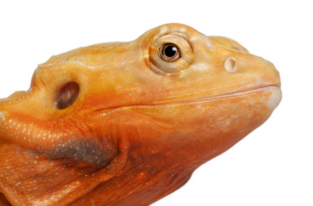 Close-up of Central Bearded Dragon, Pogona vitticeps, in front of white backgroundの写真素材