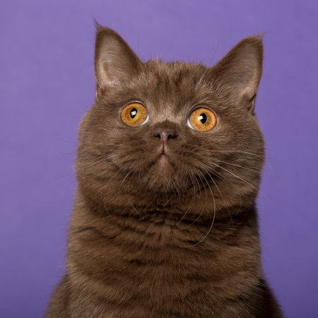 British shorthair cat, in front of purple backgroundの写真素材