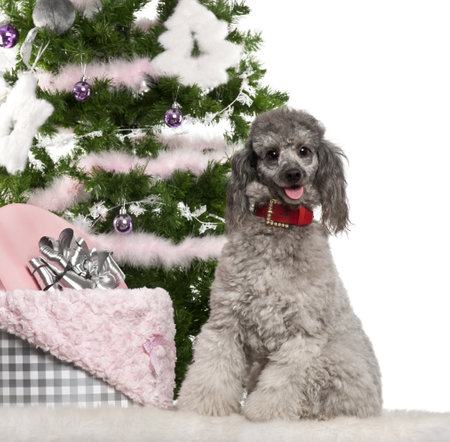 Poodle, 18 months old, sitting with Christmas tree and gifts in front of white backgroundの写真素材