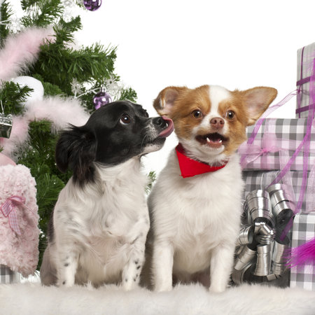 Chihuahuas, 6 years old, Chihuahua, 18 months old, sitting with Christmas tree and gifts in front of...
