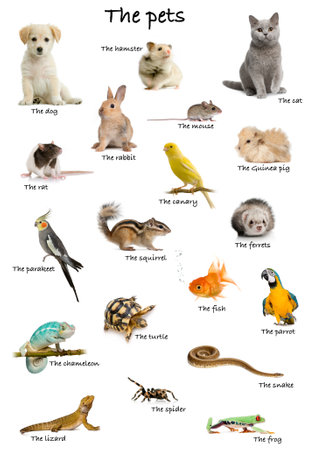 Collage of pets and animals in English in front of white background, studio shotの写真素材