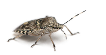 European stink bug, Rhaphigaster nebulosa, in front of white background