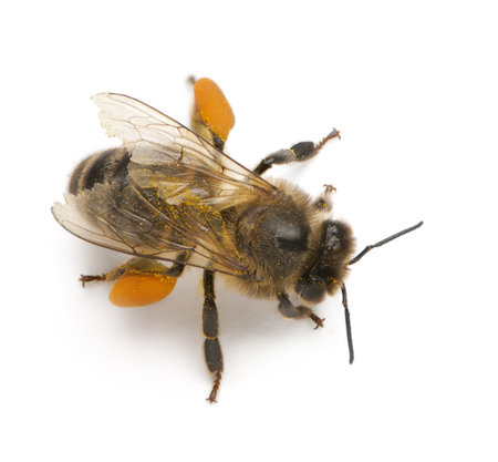 Western honey bee or European honey bee, Apis mellifera, carrying pollen, in front of white...