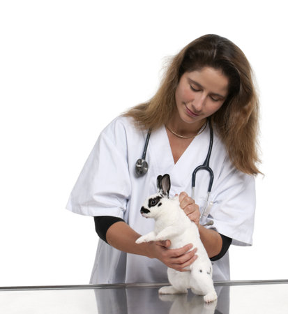 Vet examining a Dalmatian rabbit in front of white backgroundの写真素材