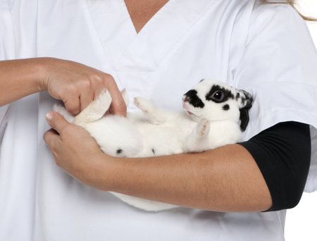 Vet examining a Dalmatian rabbit lying in front of white backgroundの写真素材
