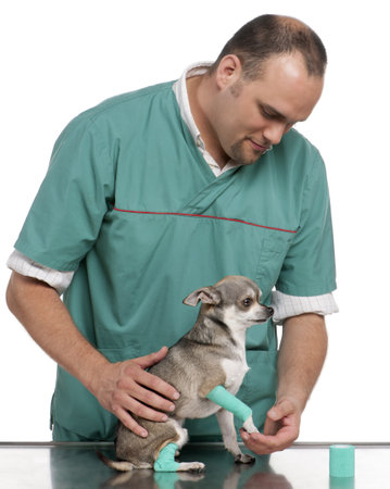 Vet examining a Chihuahua paw in front of white backgroundの写真素材