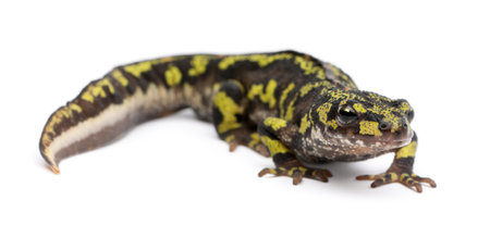 Marbled Newt - Triturus marmoratusの写真素材