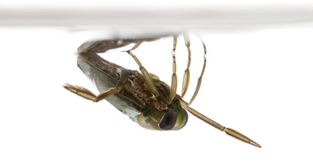 backswimmers - Notonecta glauca in front of a white background