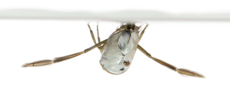 backswimmers - Notonecta glauca in front of a white background