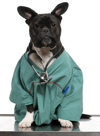 Crossbreed dog, dog dressed in a doctor coat and wearing a stethoscope against a white backgroundの写真素材